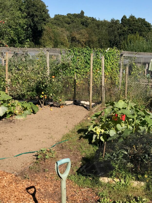 Clammer Hill Allotments