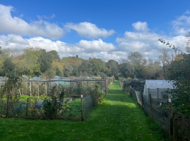 Collards Lane Allotments