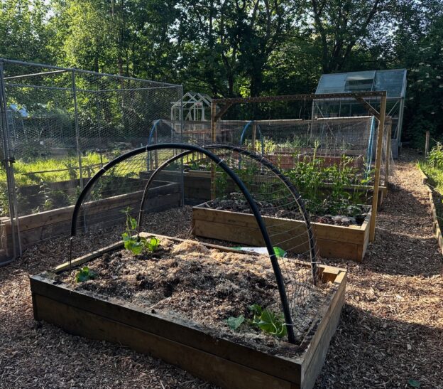 Sturt Road Allotments